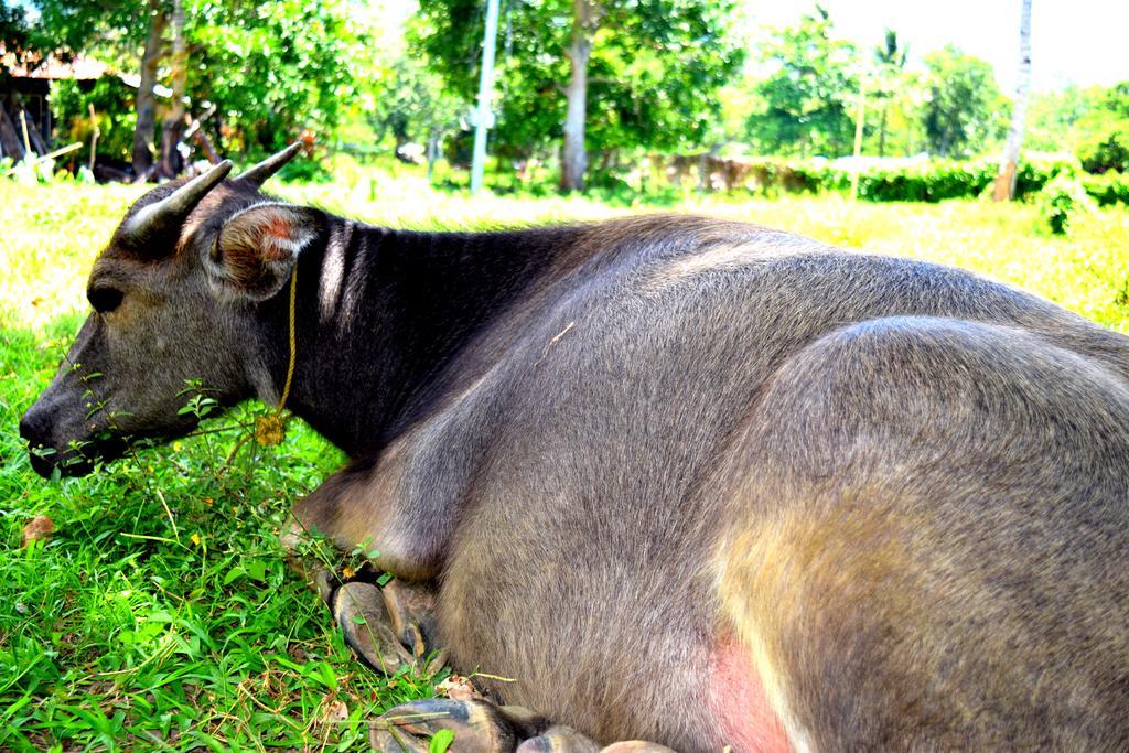 Guerrera Rice Paddy Villas Mambajao Luaran gambar